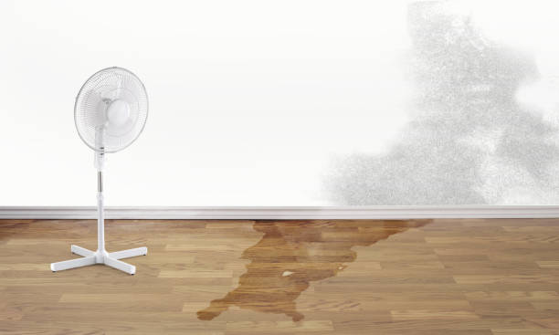 Best Water damage cleanup near me  in La Nte, MO