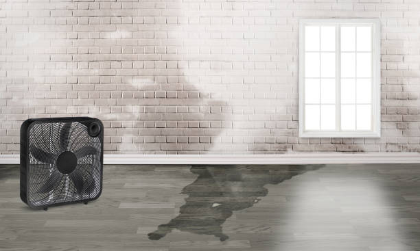 Best Water damage contractors near me  in La Nte, MO